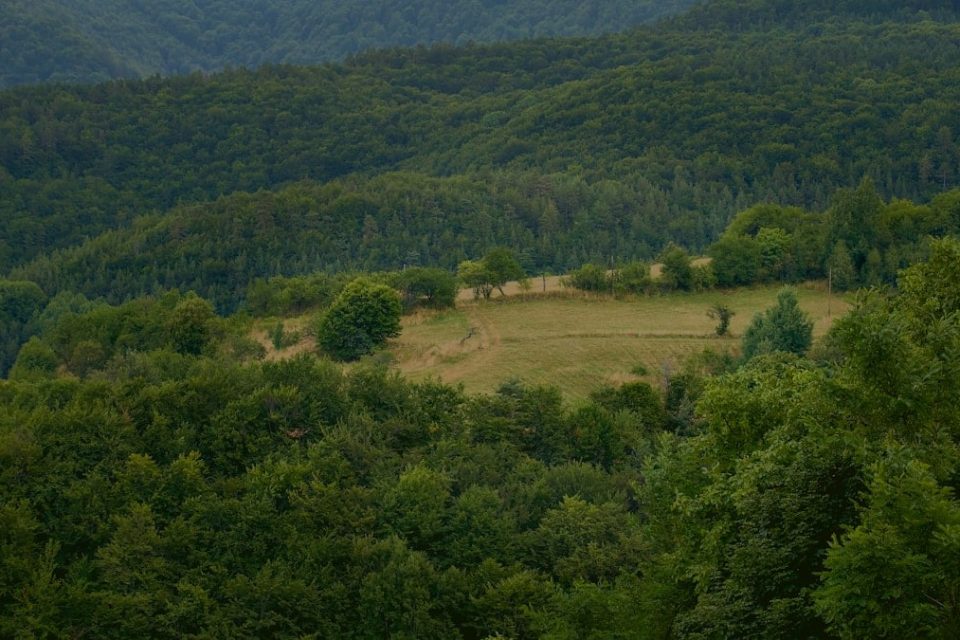 a lush green forest filled with lots of trees